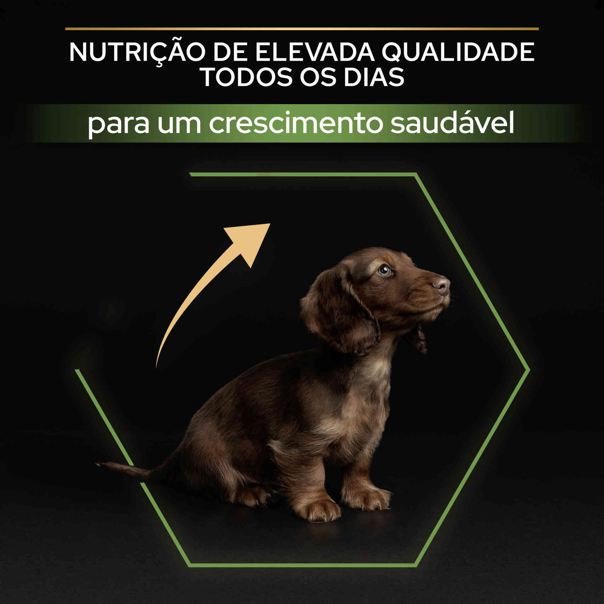 Ração para Cão Júnior  Mini Healthy Start Frango