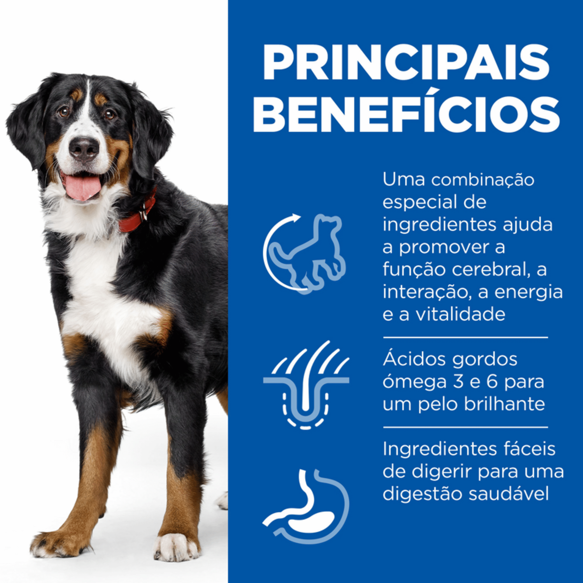 Ração para Cão Adulto Maxi Science Plan Vitality 7+ Frango