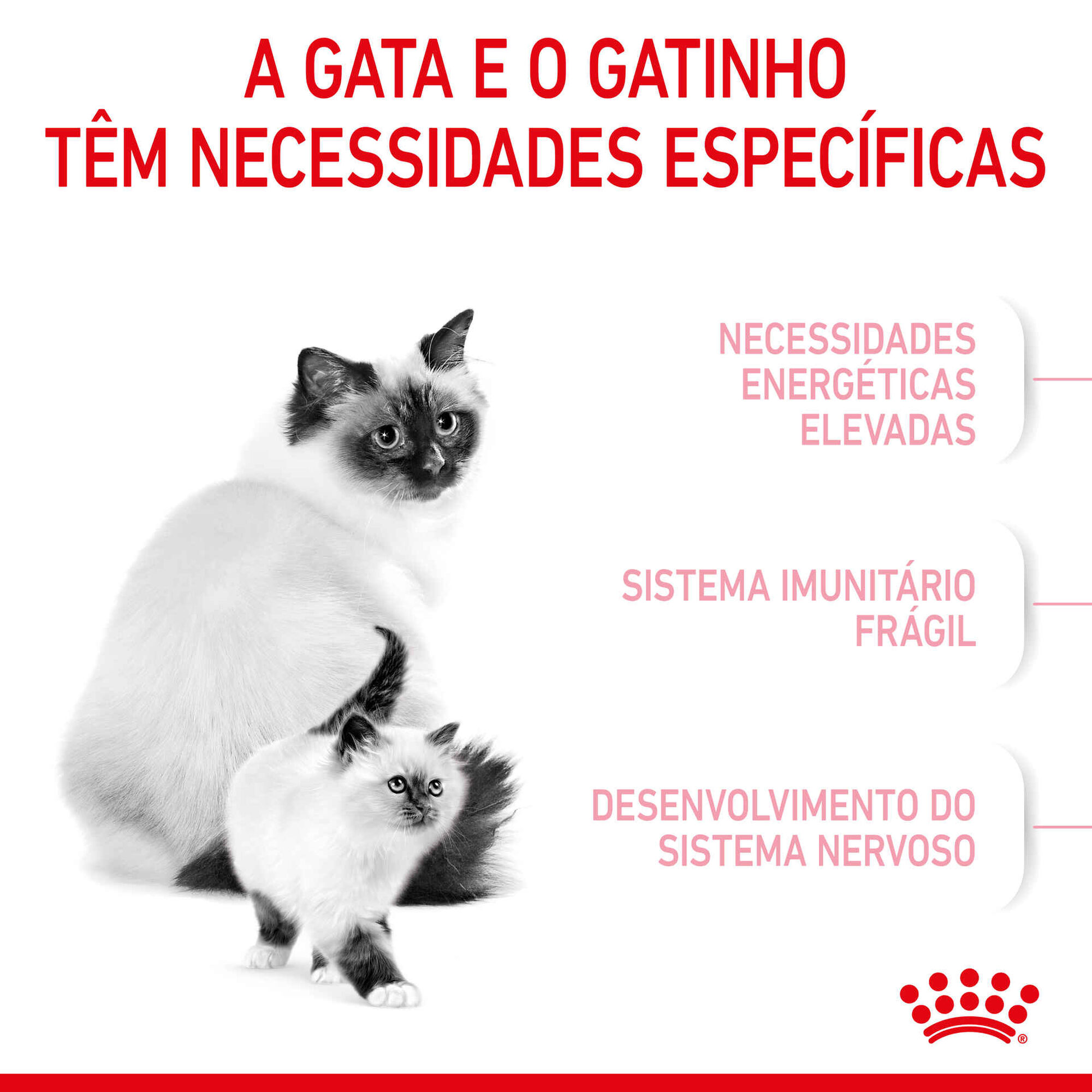 Ração para Gato First Age Mother e Babycat