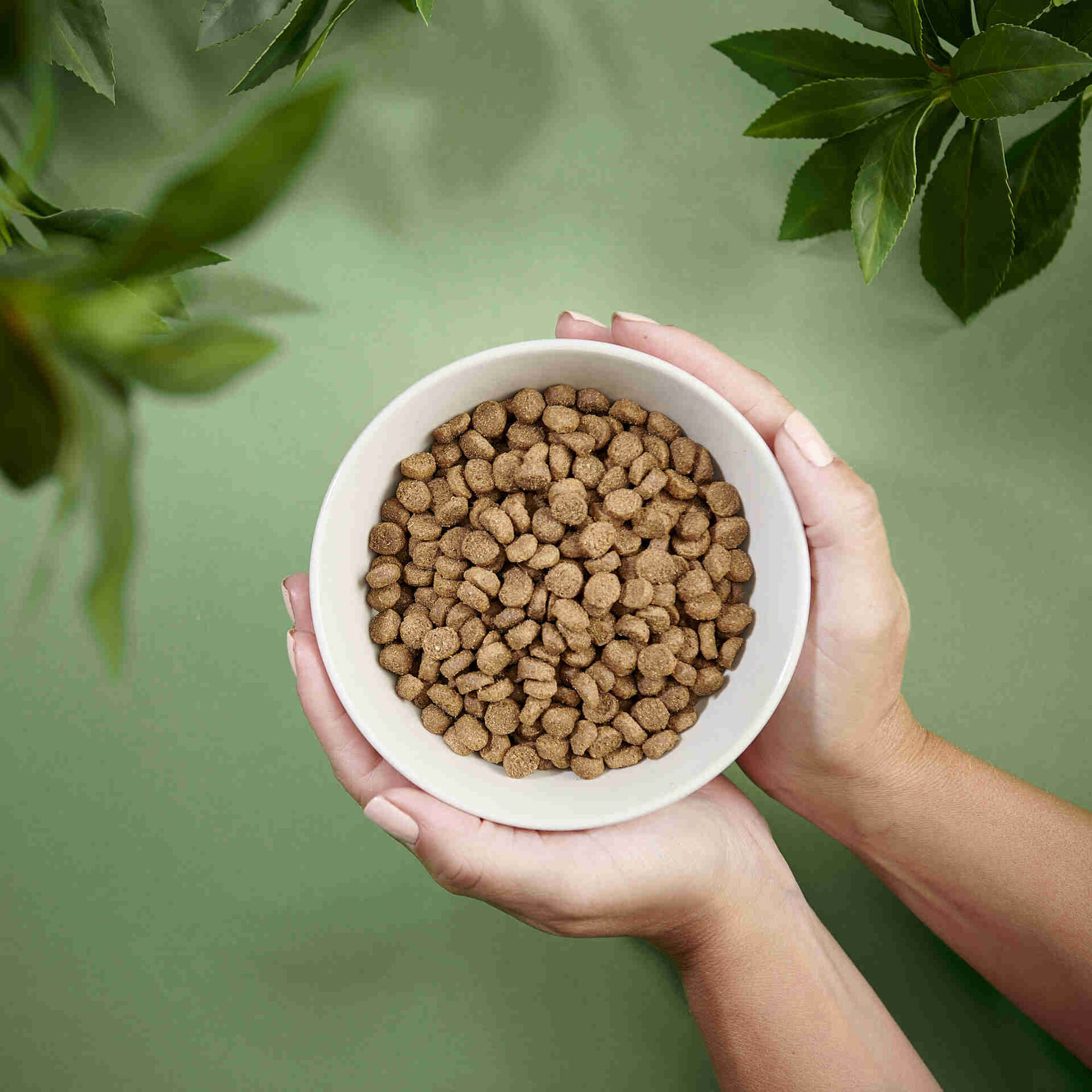Ra&ccedil;&atilde;o para C&atilde;o Adulto Ra&ccedil;as Pequenas Frango Purenatural