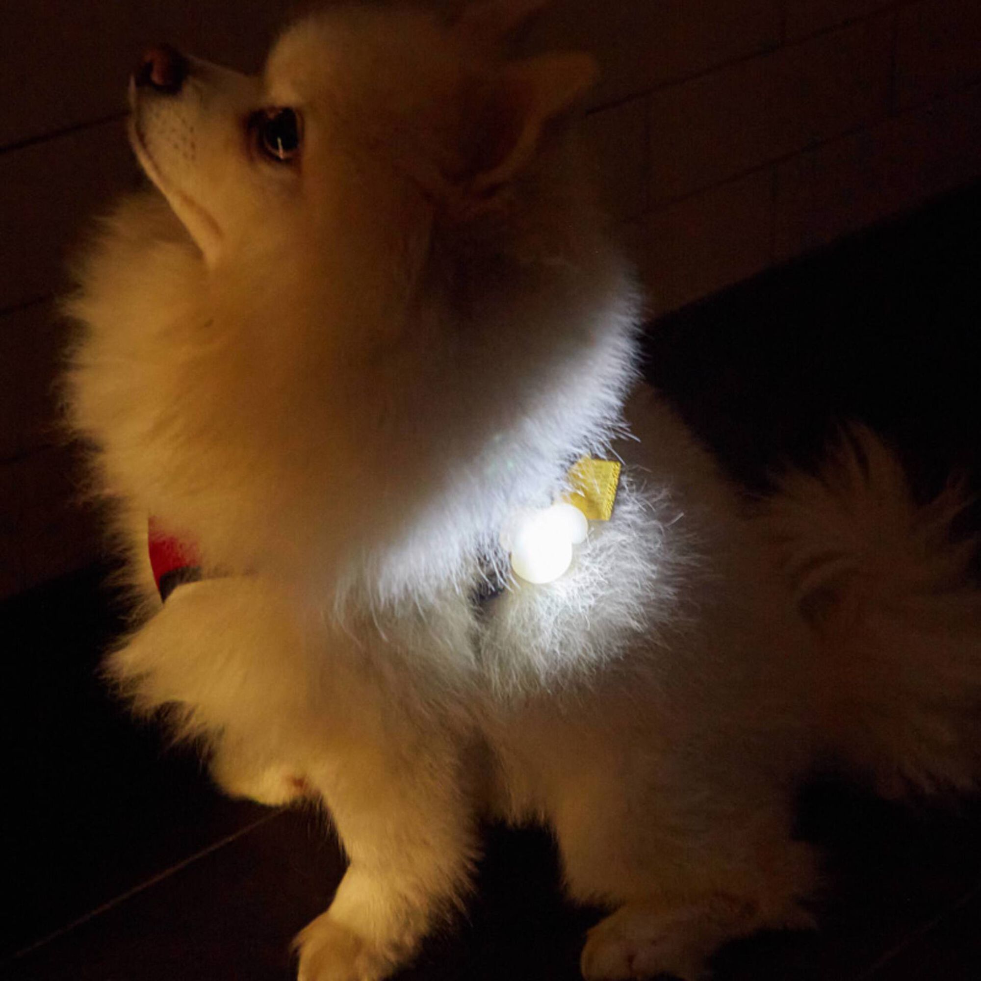 Luz e Identificação para Coleira de Cão