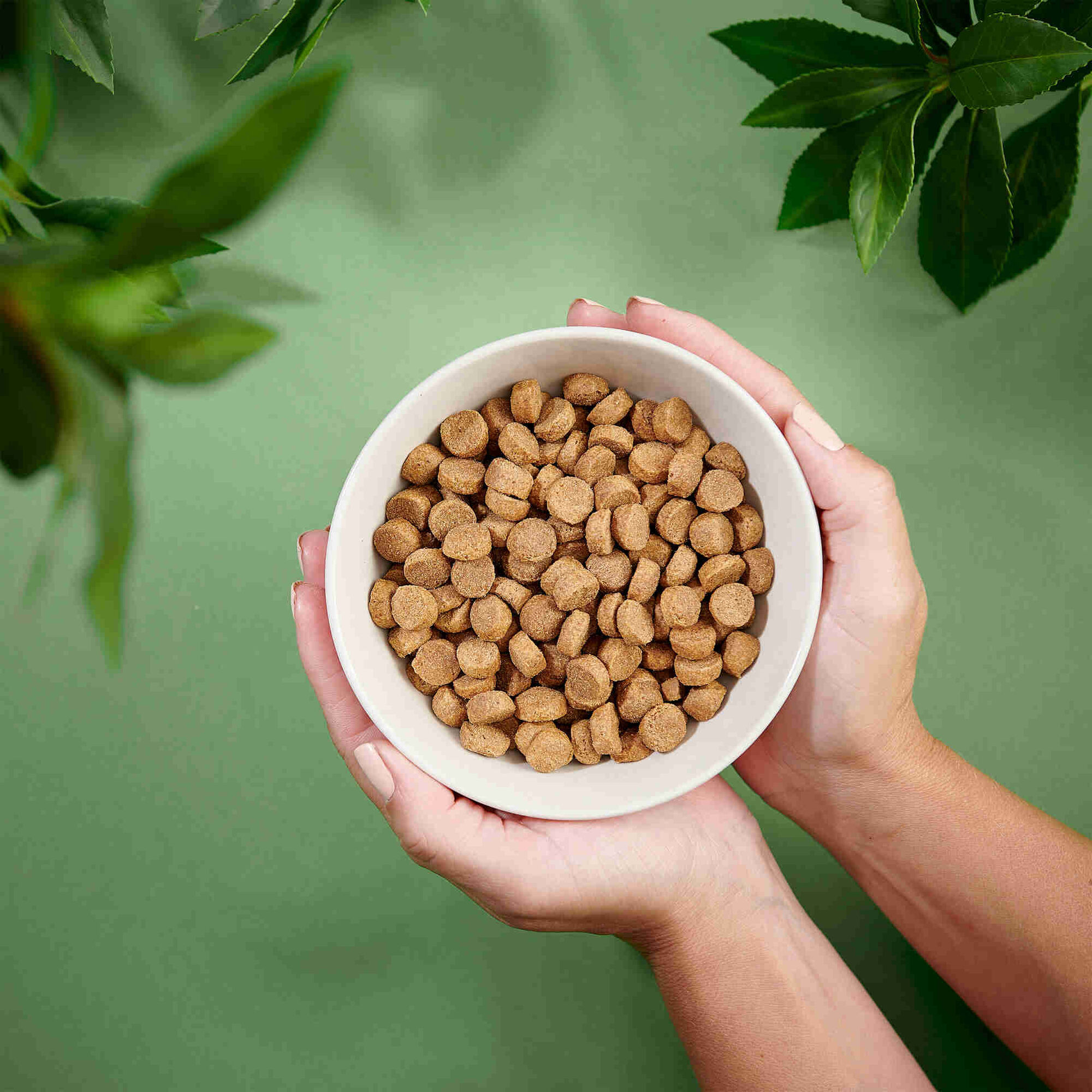 Ra&ccedil;&atilde;o para C&atilde;o Adulto Ra&ccedil;as M&eacute;dias Frango Purenatural