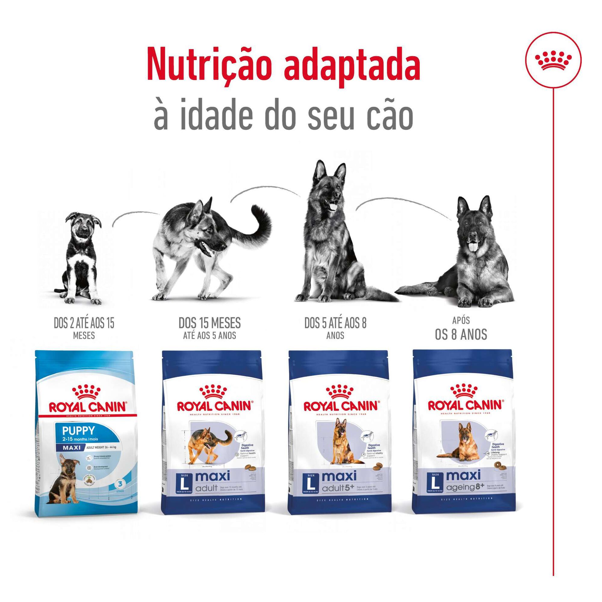 Ração para Cão Adulto Maxi