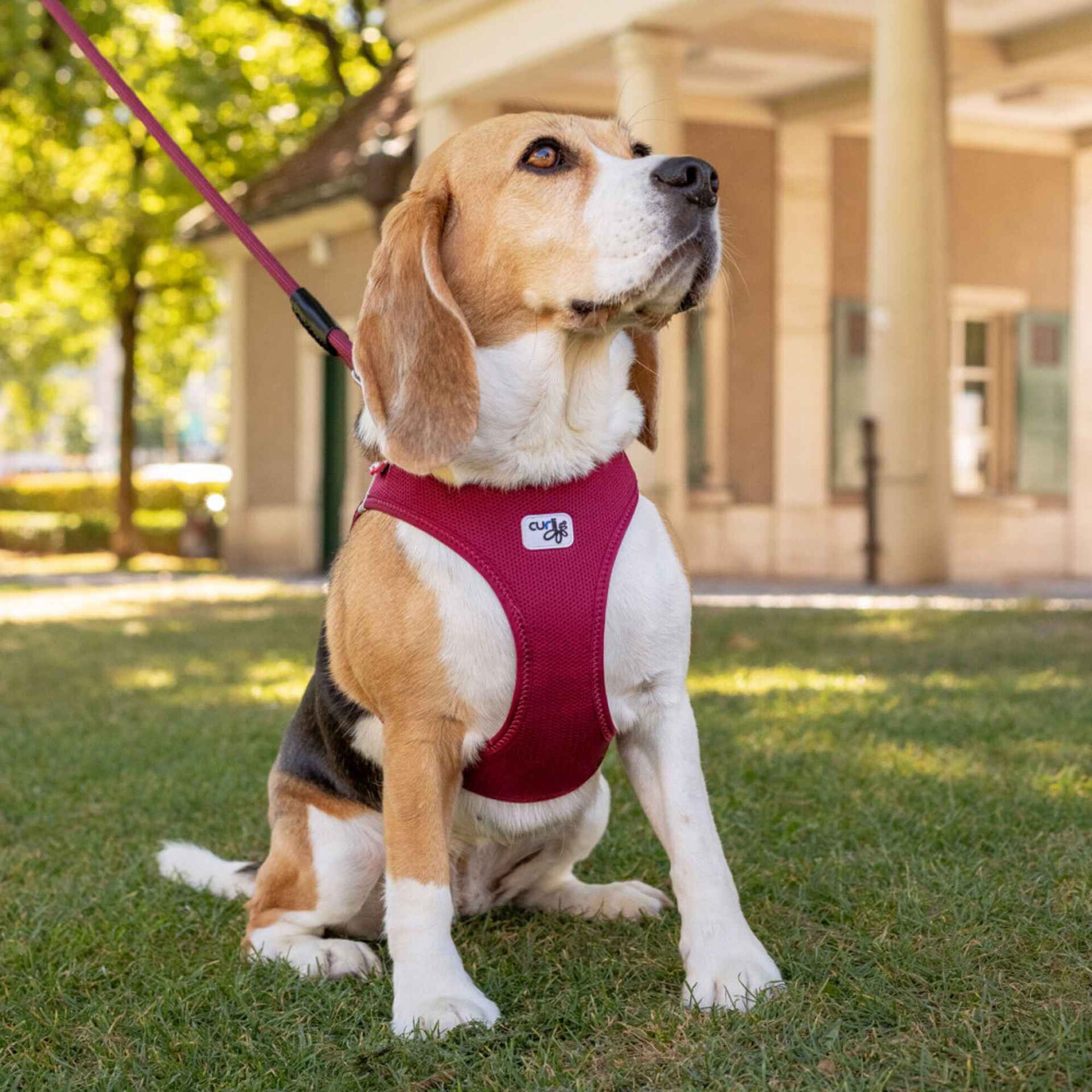 Peitoral para Cão Bordeaux Clasp Cord Peitoral para Cão Bordeaux Clasp Cord