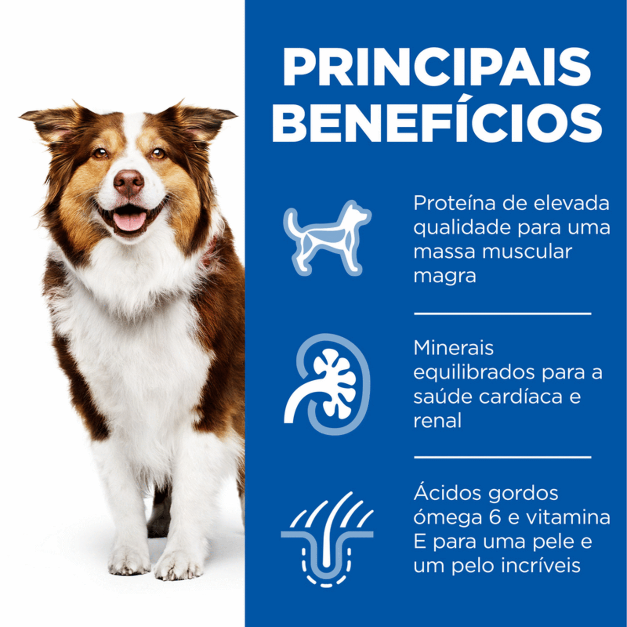 Ração para Cão Adulto Médio Science Plan Maturo 7+ Frango