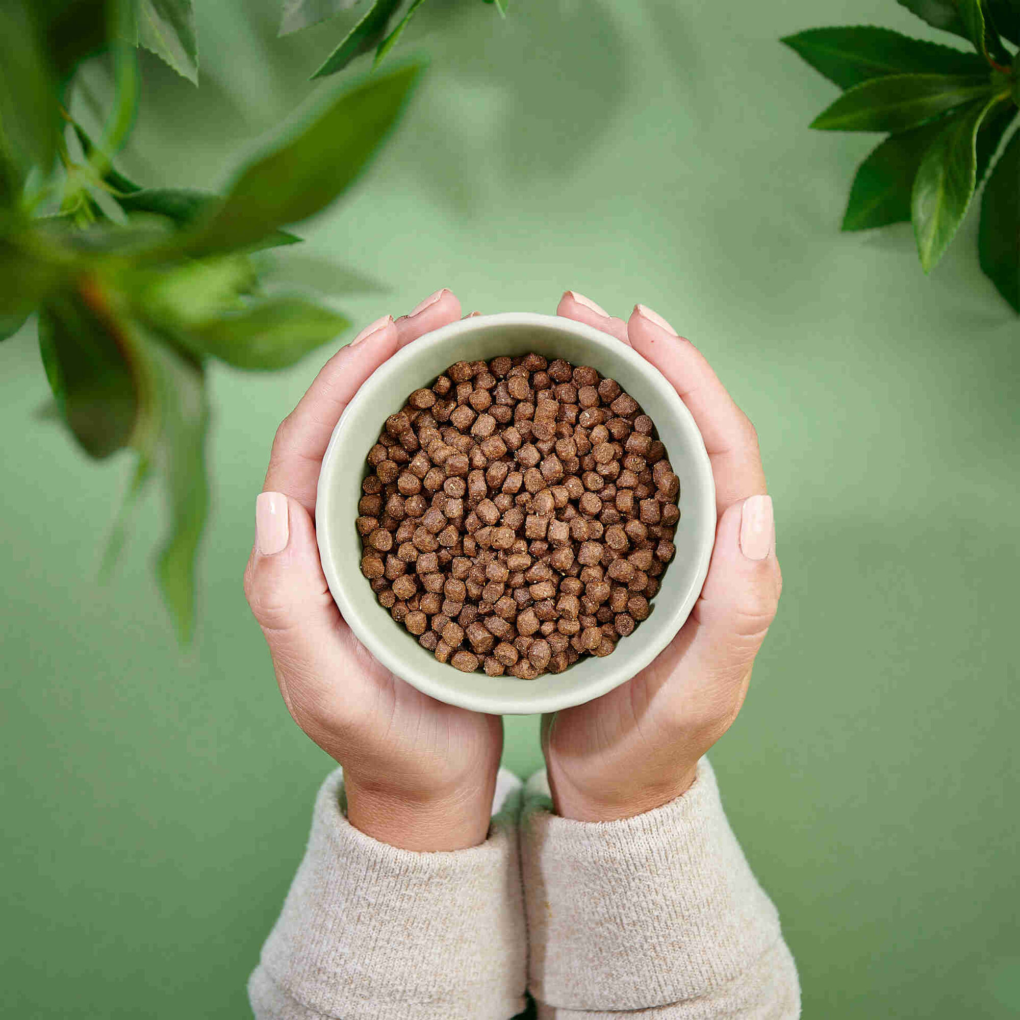 Ra&ccedil;&atilde;o para Gato J&uacute;nior Pato Purenatural