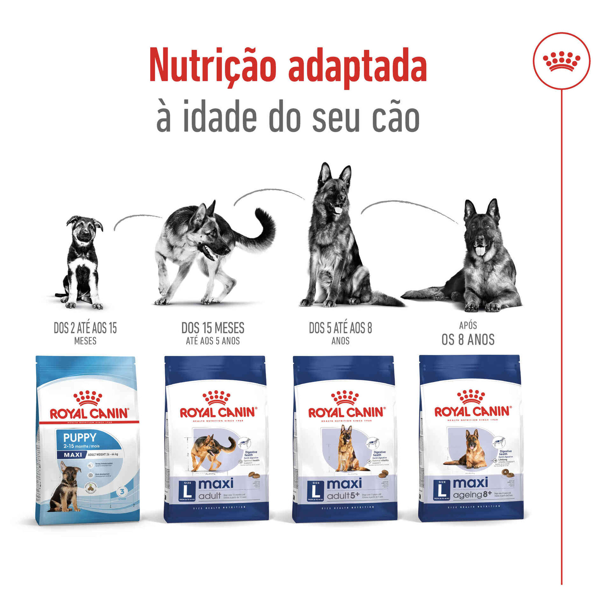 Ração para Cão Adulto Maxi Ageing 8+