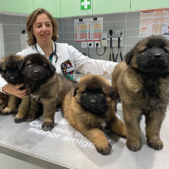 Consultório Cães Veterinária