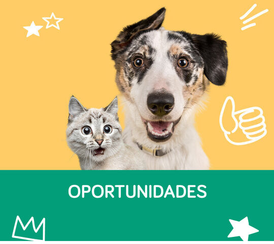 Oportunidades Loja de animais