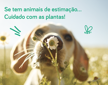 Cuidado com as plantas