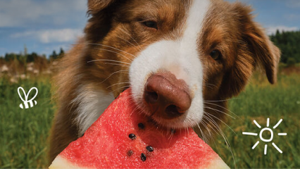 Frutas que o seu Pet pode comer