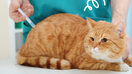 Pets e Vacina&ccedil;&atilde;o