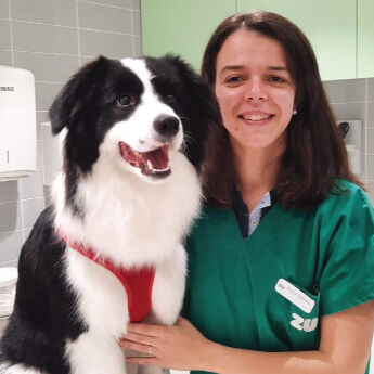 Veterinária Cão