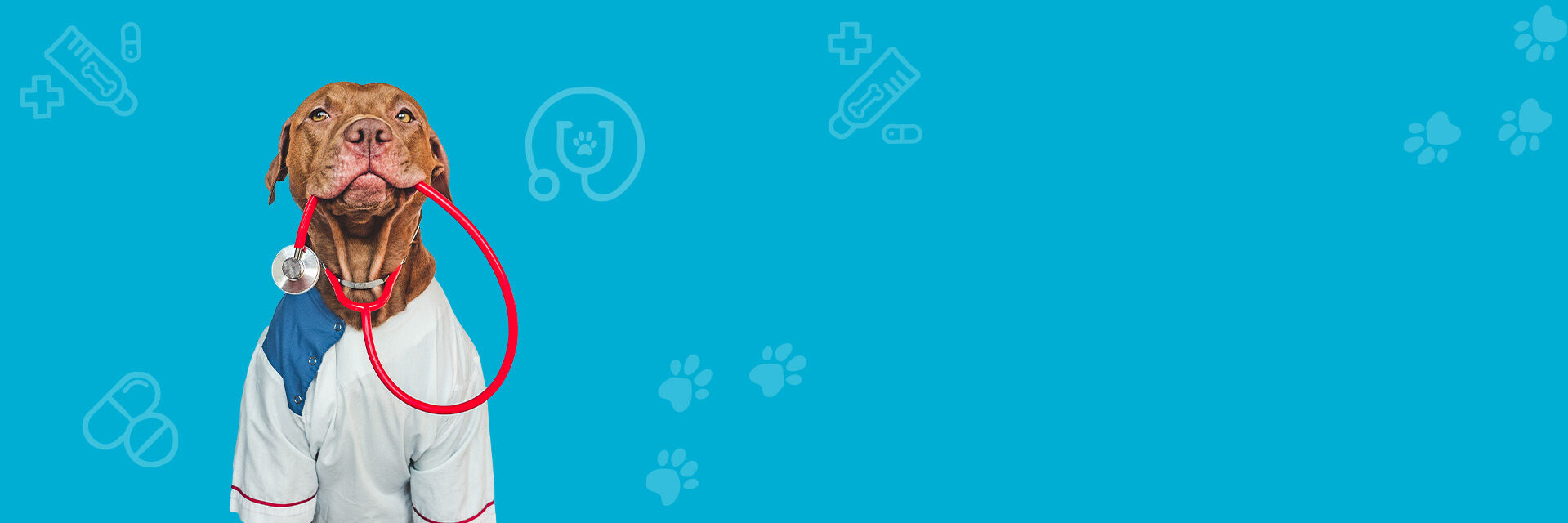 Serviços de veterinário. Conheça os nossos serviços e equipa de especialistas.