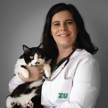 Gato Veterinária