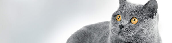 Gato