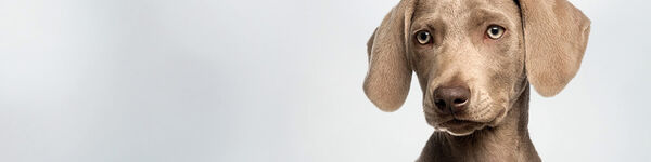 Cão